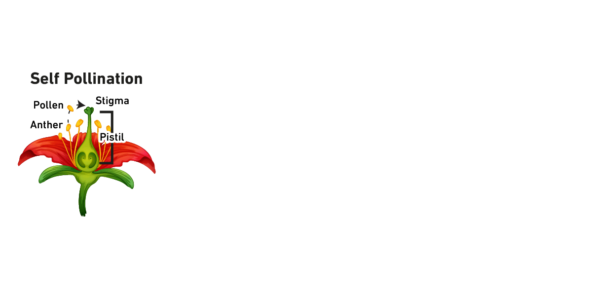 Illustration of self-pollination in a red flower, with pollen transferring from anther to stigma.