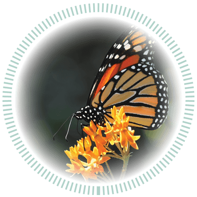 A monarch butterfly with orange and black patterned wings perches on vibrant orange flowers.