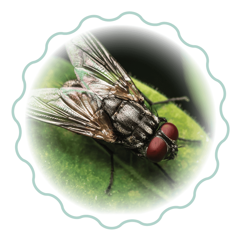 Close up of a fly sitting on a green leaf