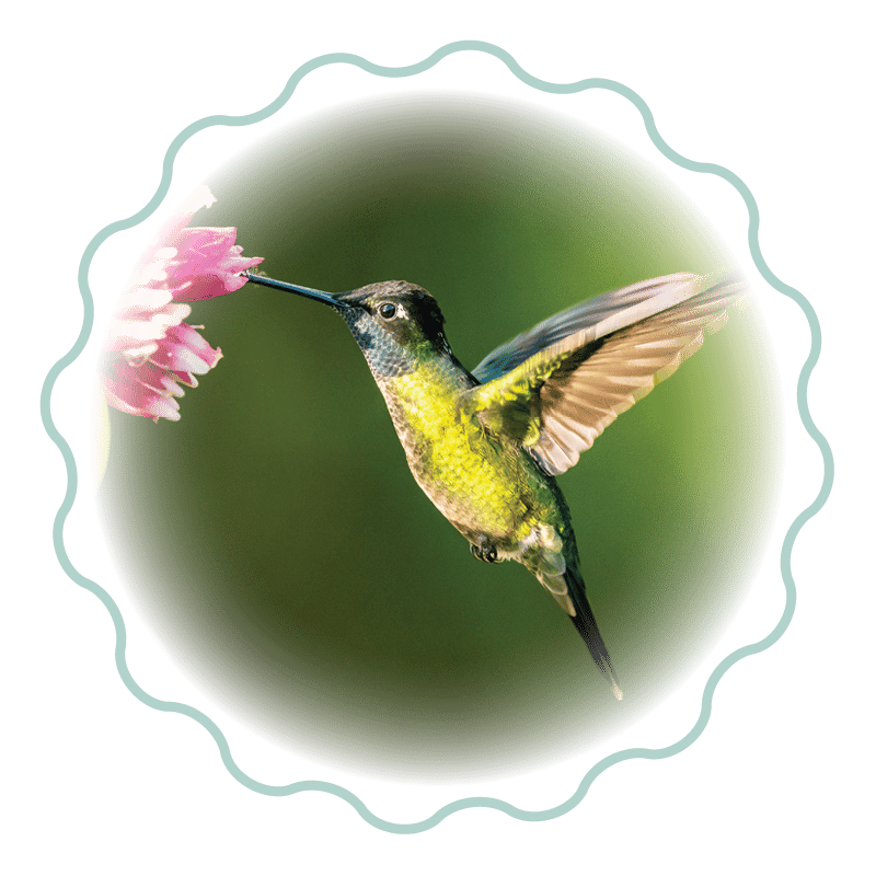 Hummingbird drinking from a pink flower