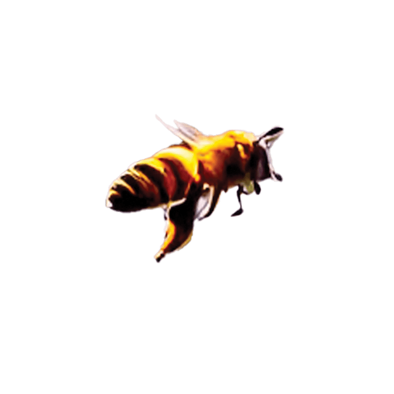 A honeybee with striped body and translucent wings in flight against a blurred purple background.