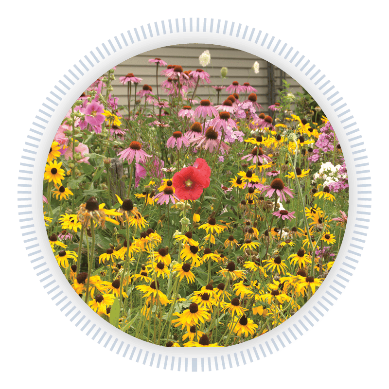 Close up of a variety of wildflowers