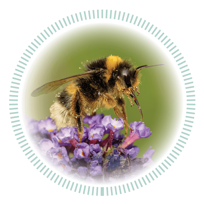 Native Illinois Bee perched on a purple flower