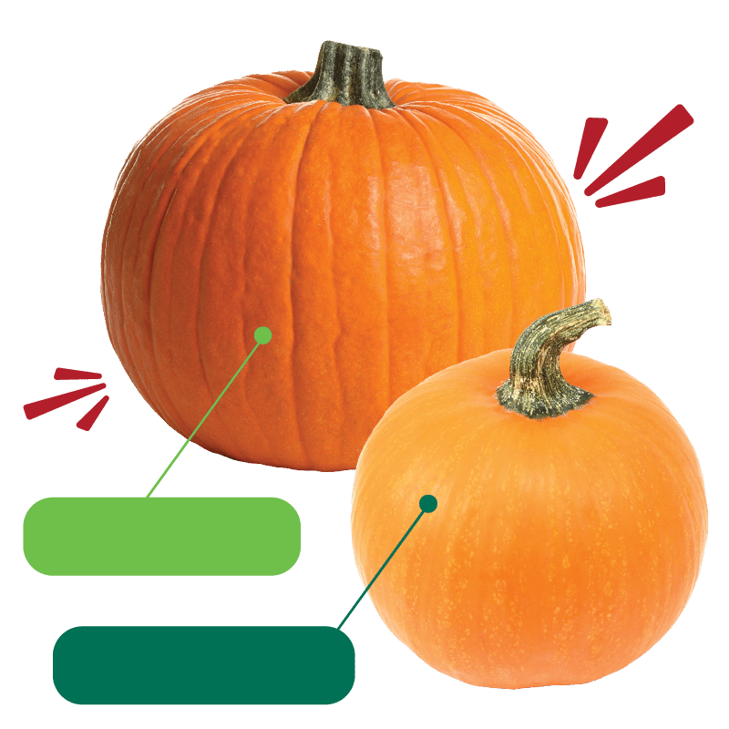 Two orange pumpkins of different sizes, with green stems, are shown on a white background.