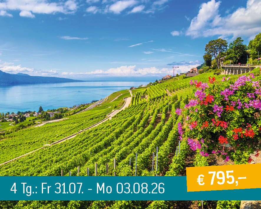Vineyards on a hillside overlooking a lake and mountains under a blue sky, with colorful flowers.