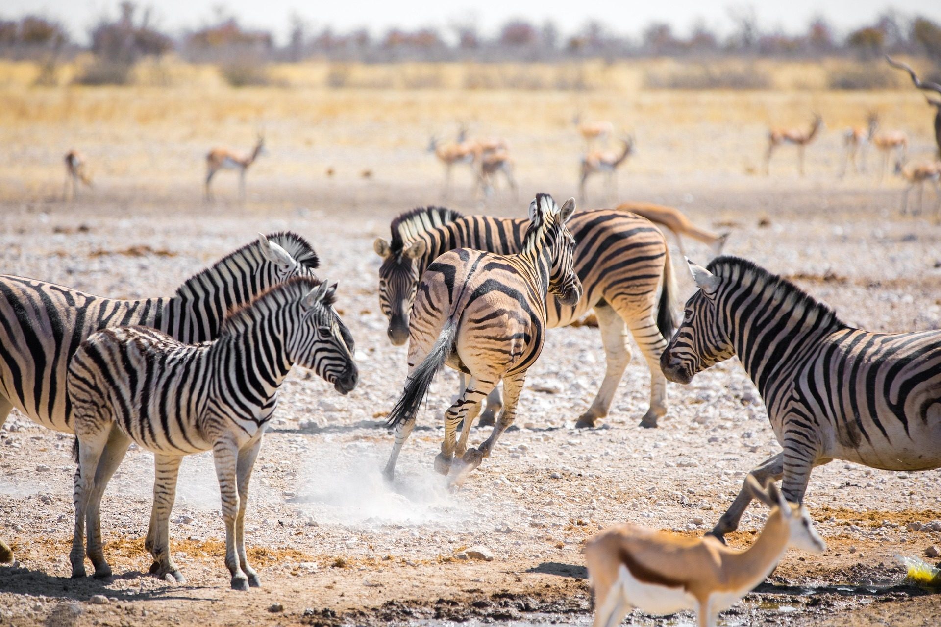 Zebras and antelopes in a dry, dusty savanna, with one zebra kicking up dust.