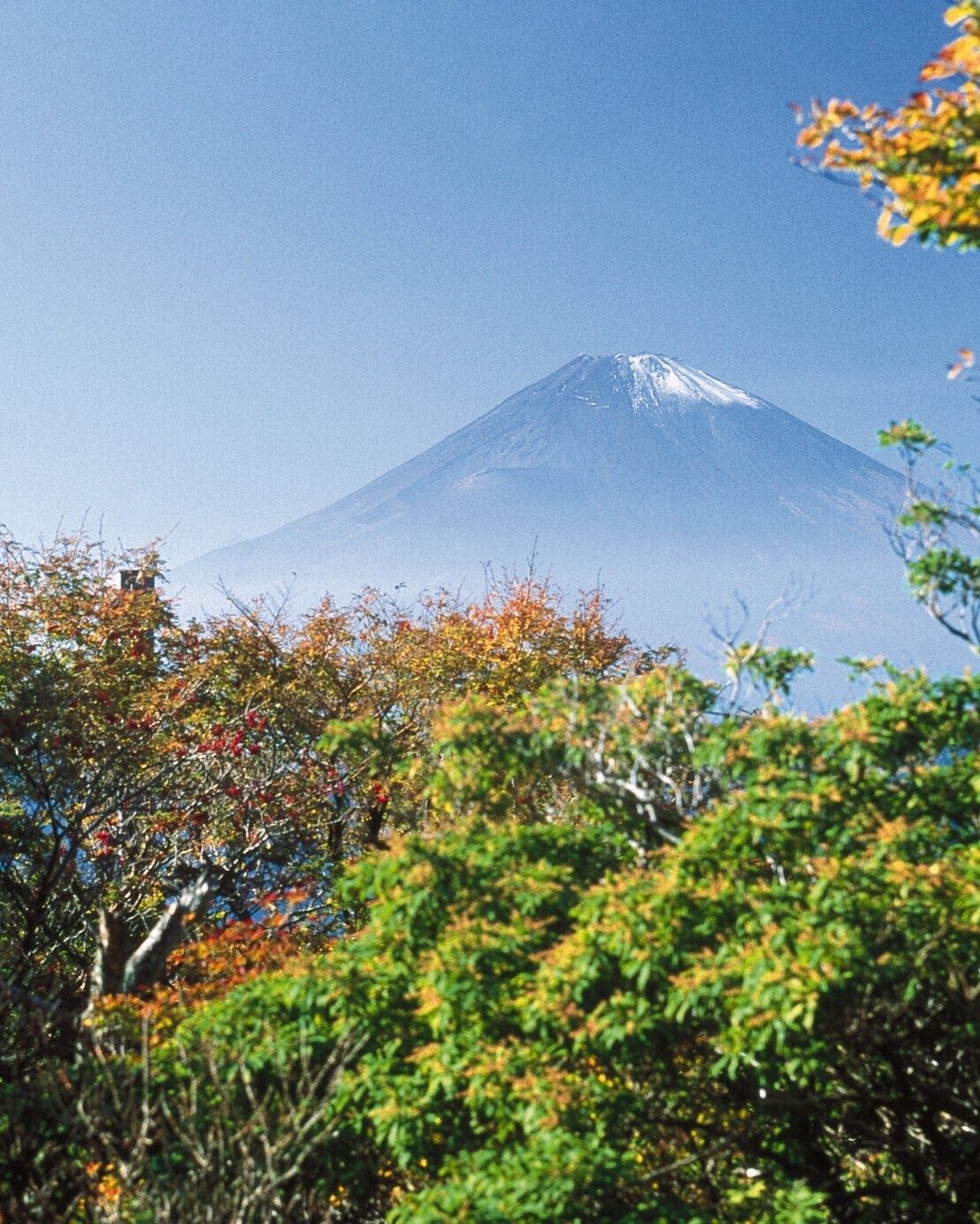 Snow-capped Mount Fuji overlooks colorful autumn trees under a clear blue sky.