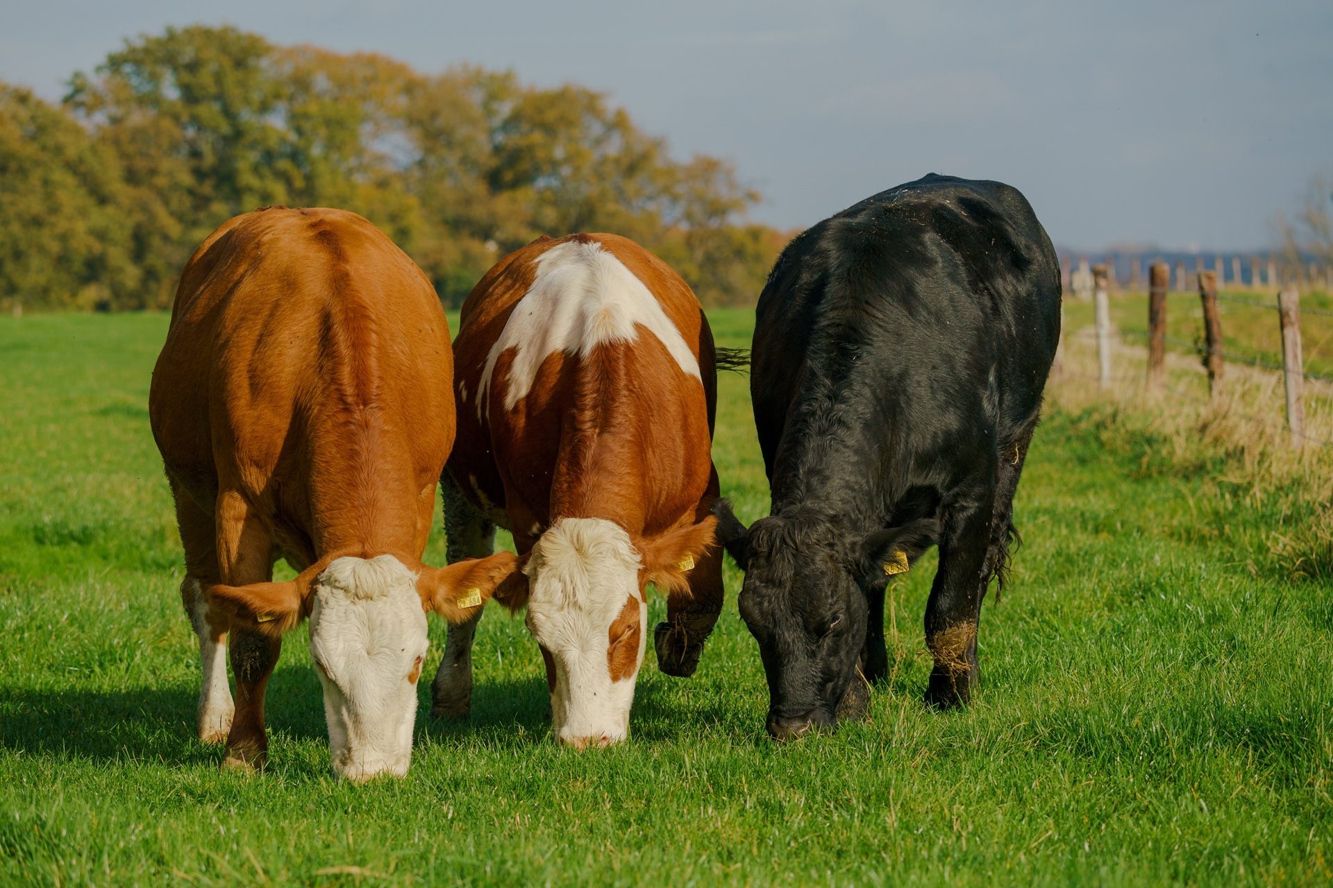 Three cows, two brown and white, one black, grazing side-by-side in a vibrant green field.