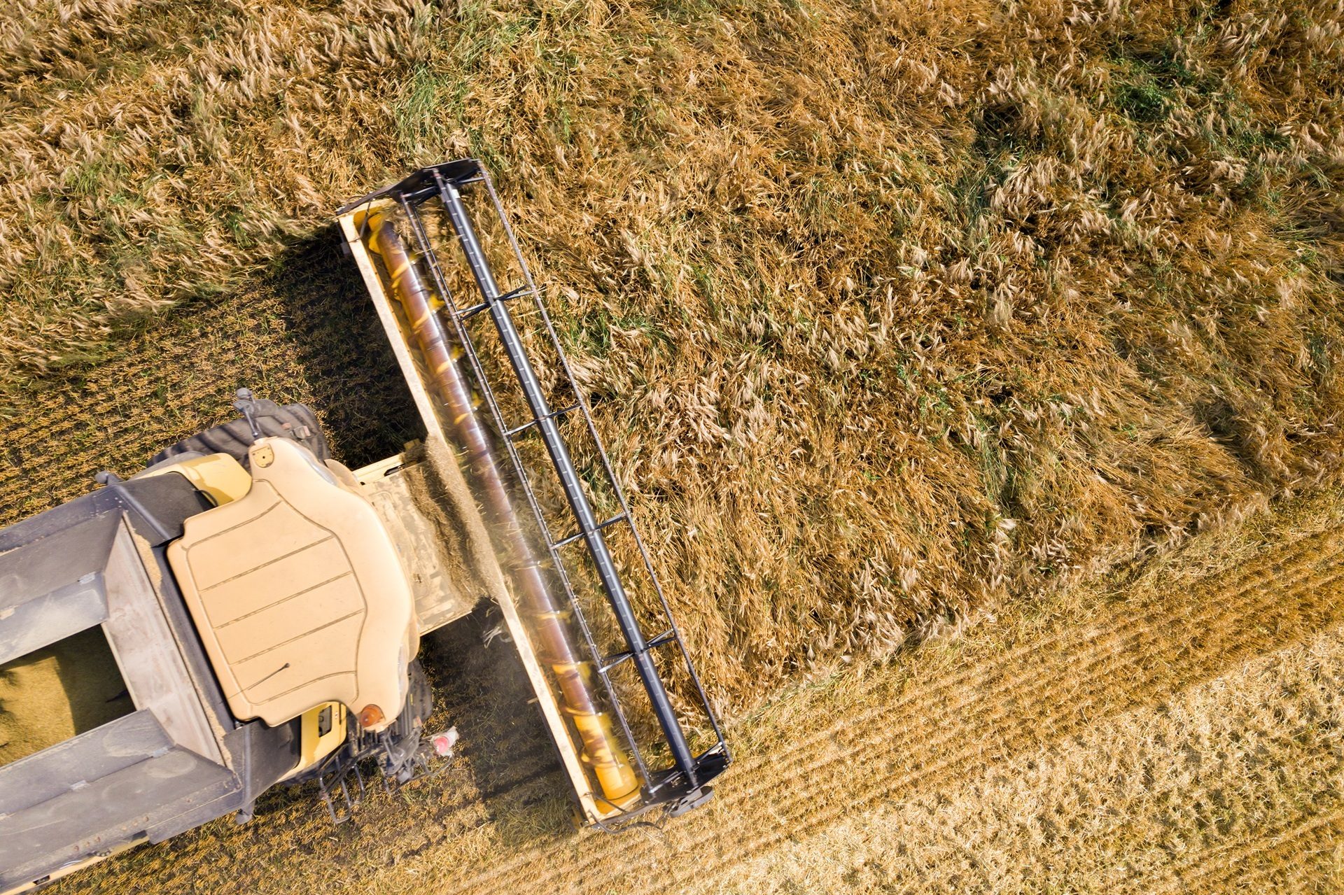 Aerial view of a combine harvester reaping golden wheat in a field, leaving stubble behind.