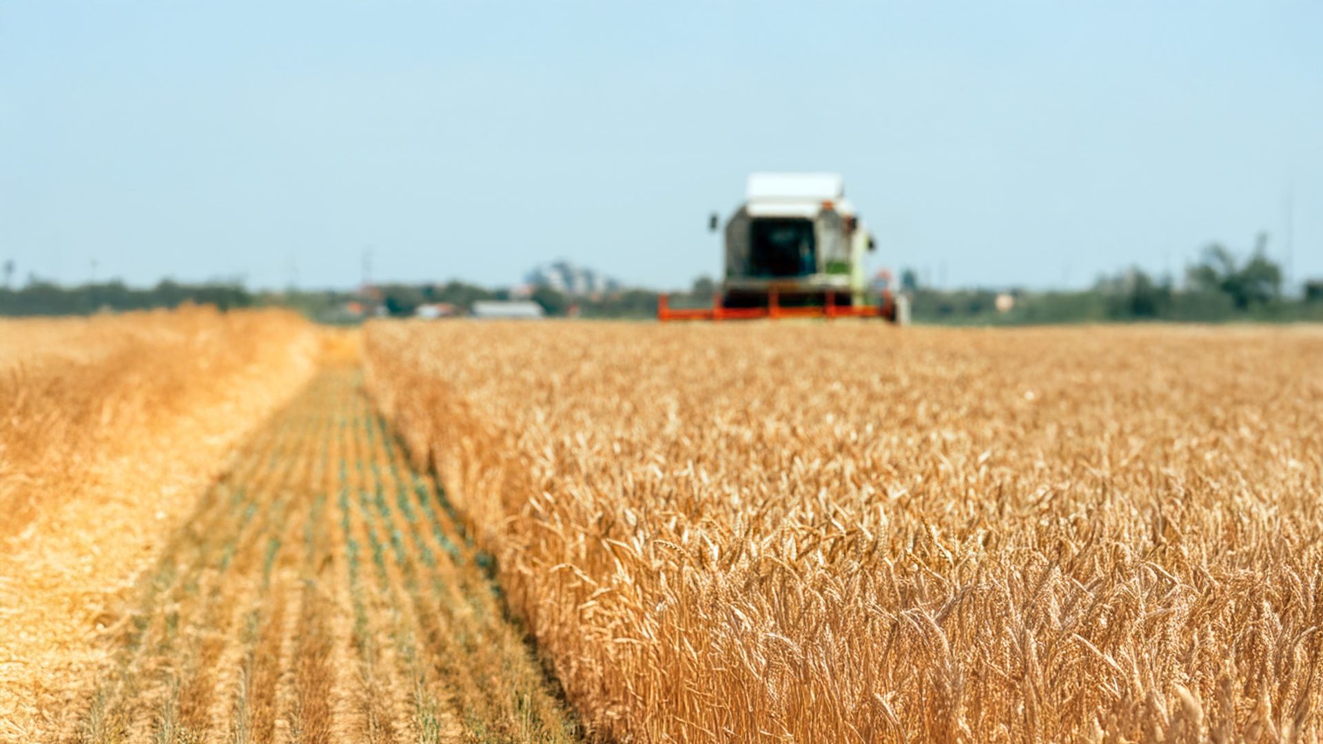 A combine harvester works in a golden wheat field under a clear sky.