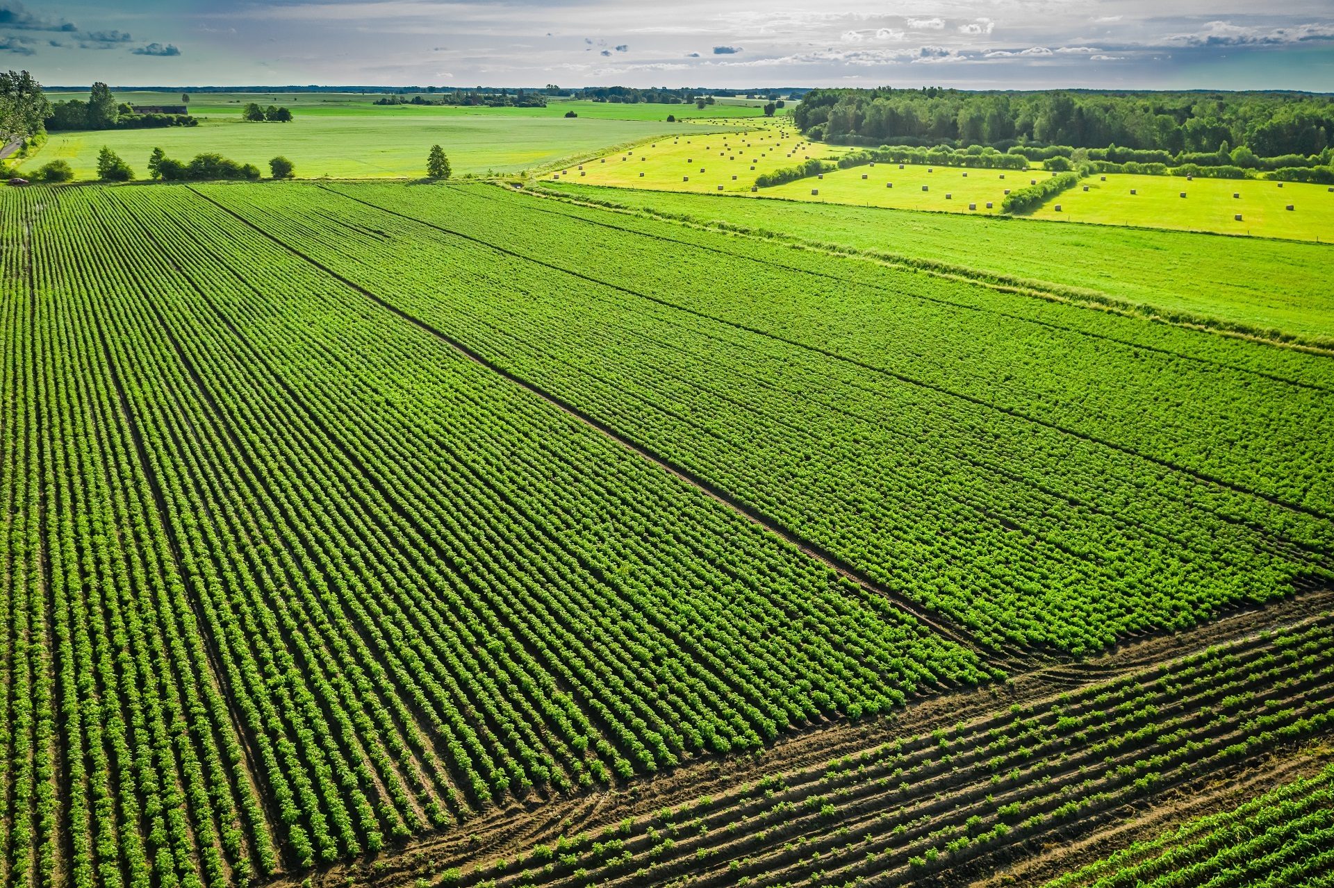 People in nature, Natural environment, Land lot, Sky, Plant, Ecoregion, Green, Grass