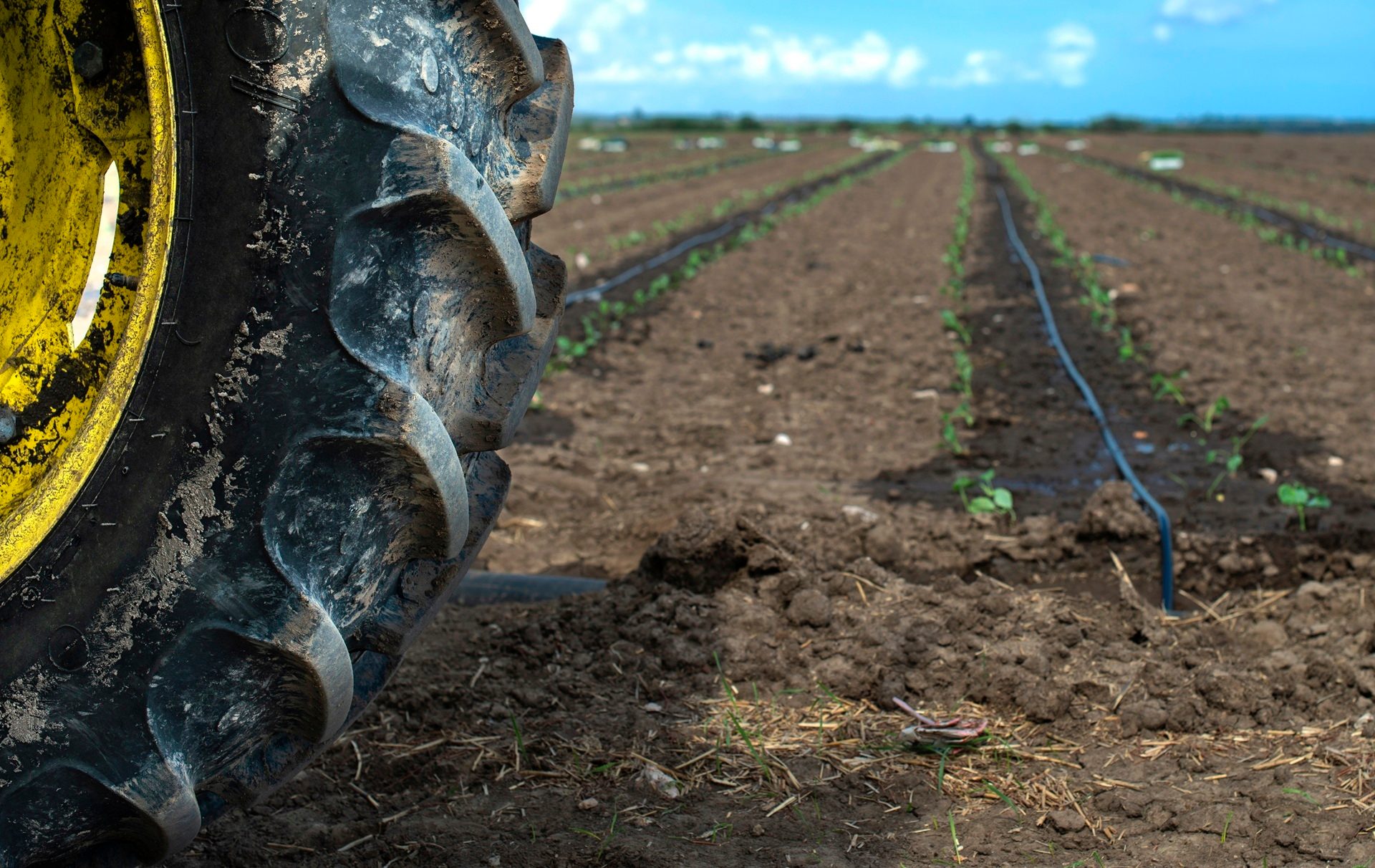 Muddy tractor tire on left, with rows of young crops and drip irrigation in an agricultural field.