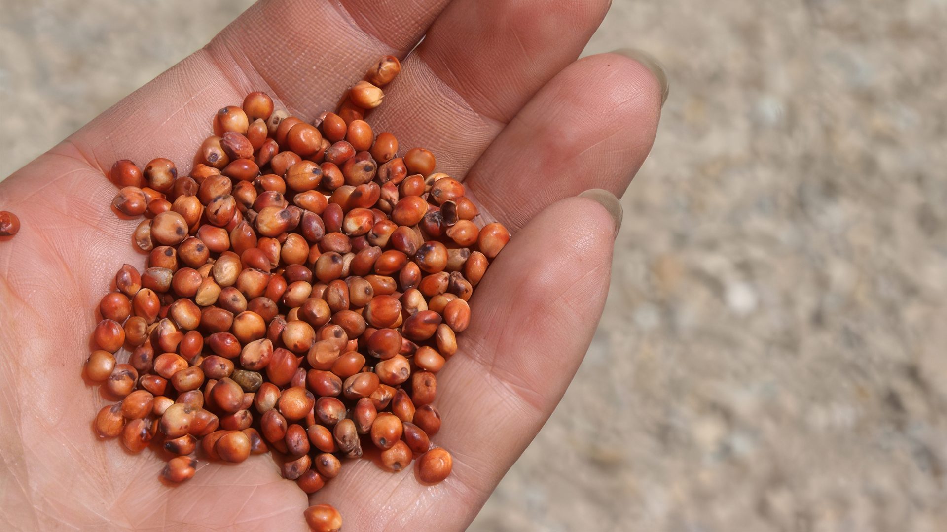 Reddish-brown seeds held in a hand's palm.