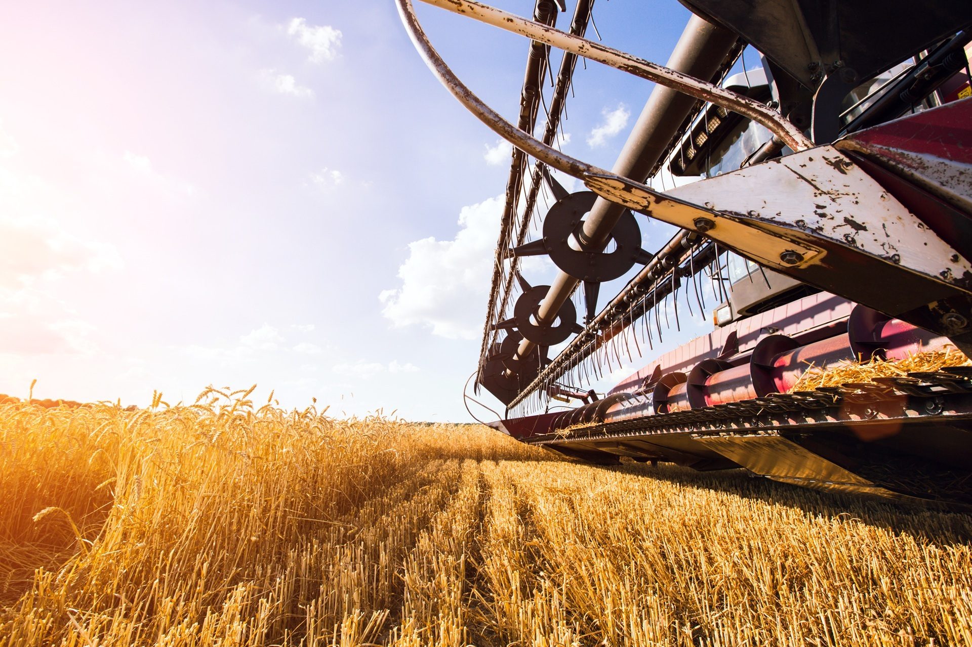 Low angle view of a combine harvester working in a golden wheat field under a bright sky.