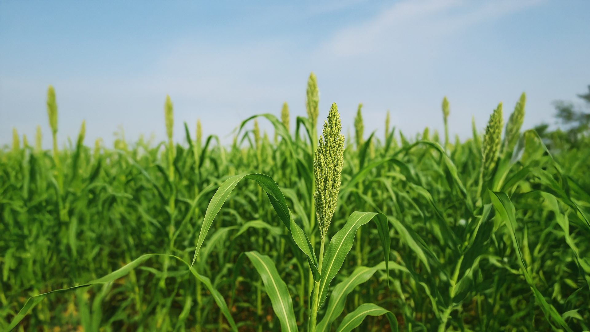 Close-up of a green sorghum plant with a spiky seed head in a lush field under a blue sky.