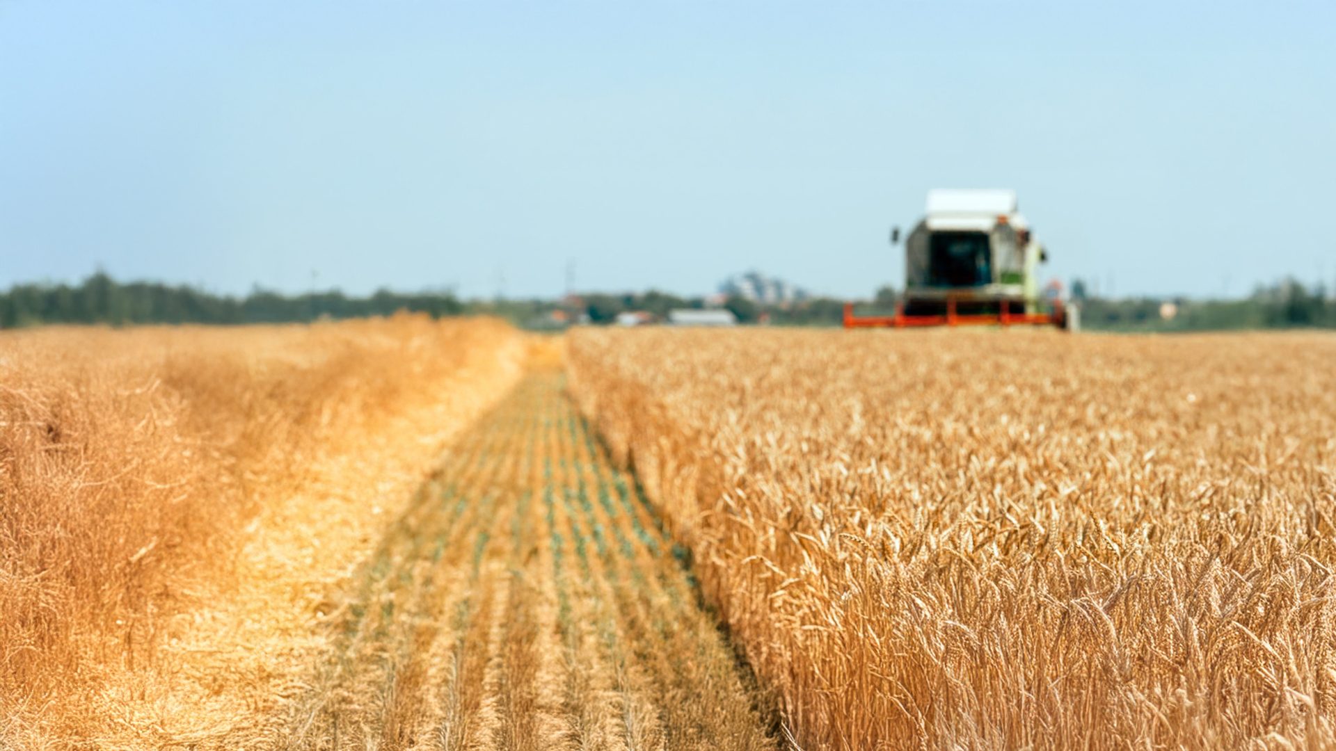 A combine harvester works a golden wheat field under a clear blue sky, showing the path of harvested grain.