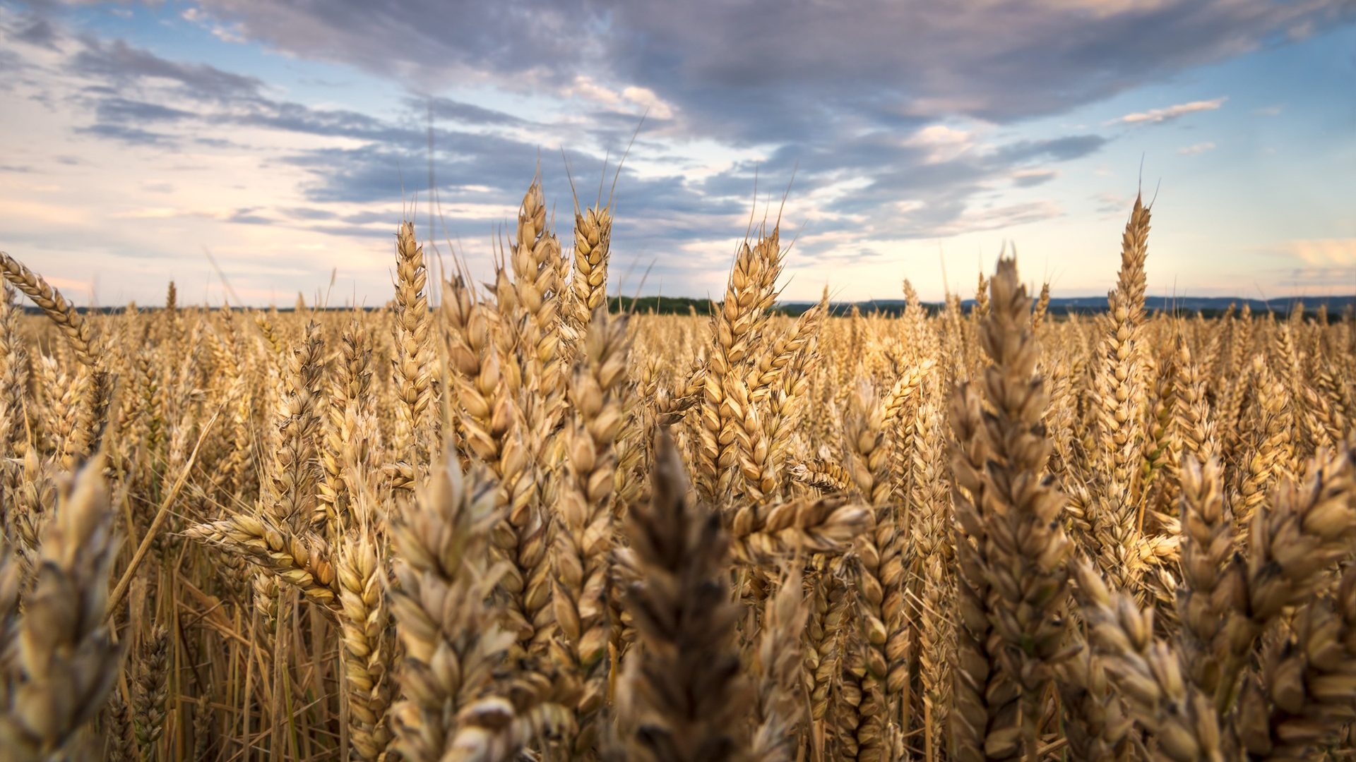 Close-up of a golden wheat field under a cloudy sky at sunset.