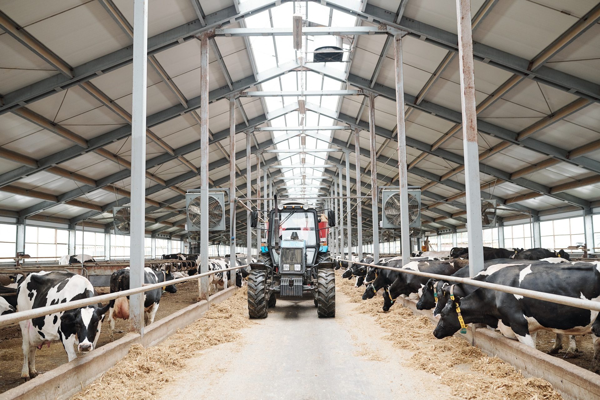A tractor parked in the central aisle of a large, modern dairy barn with Holstein cows feeding on both sides.