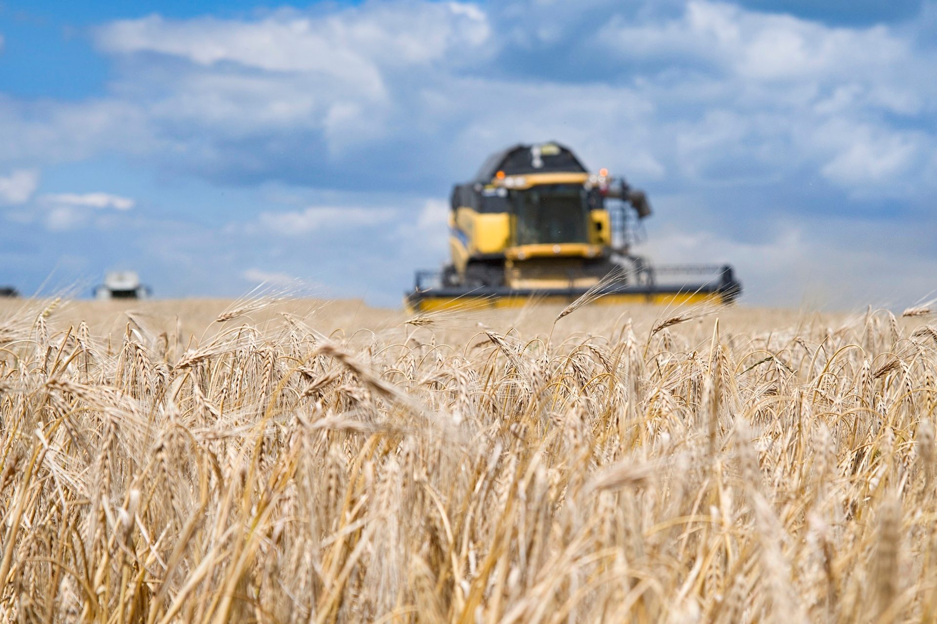 Combine harvesters at work in a golden wheat field under a blue sky, foreground in sharp focus.