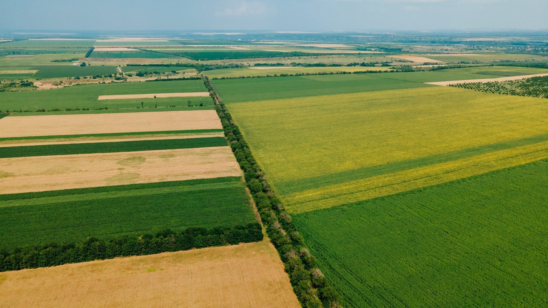 Aerial view of diverse agricultural fields with striped crops and a dividing tree line under a clear sky.