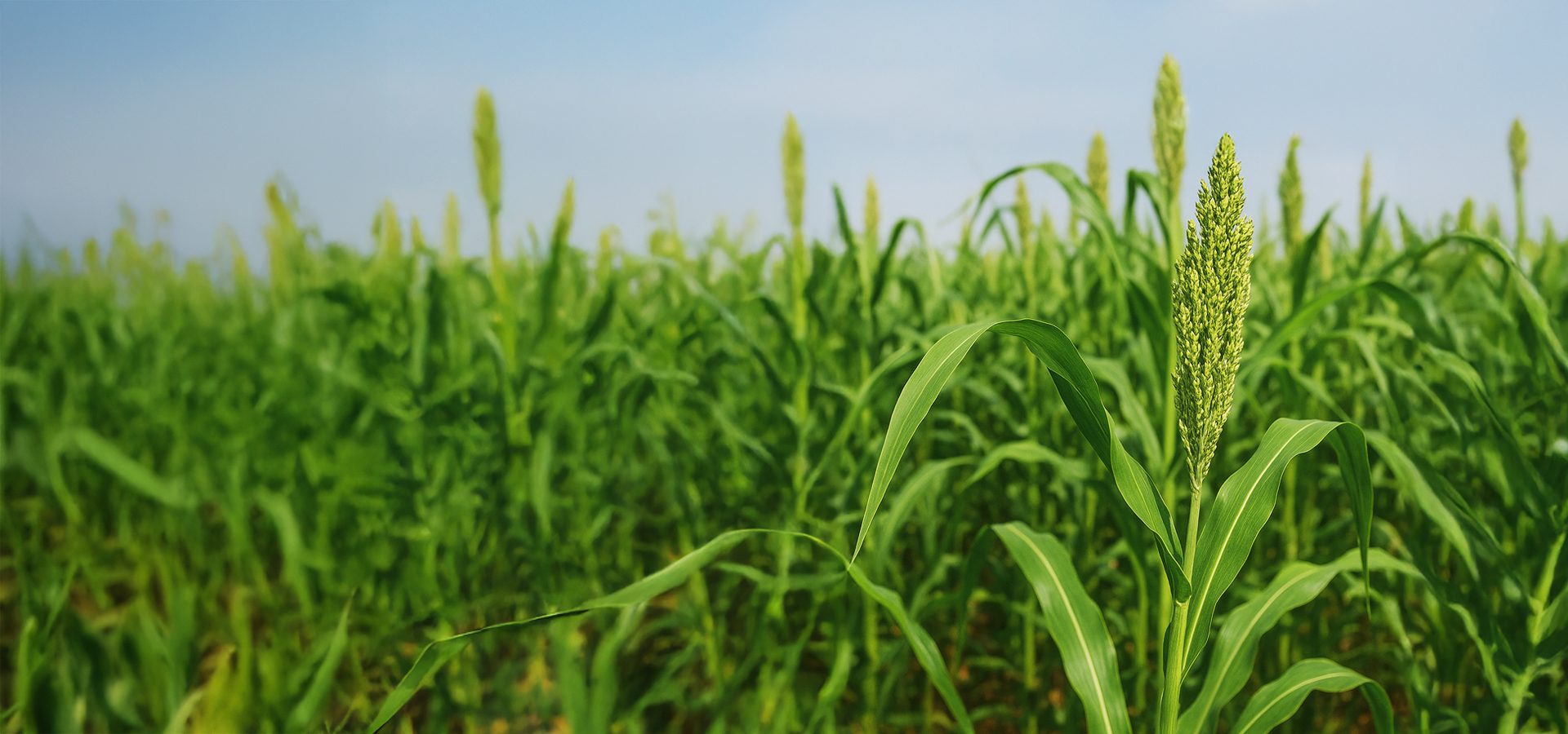 Green sorghum field with seed heads under blue sky.