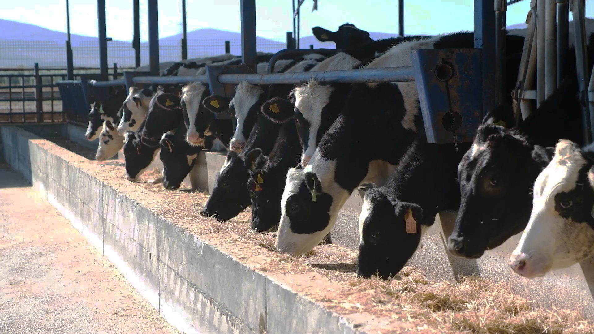 Dairy cattle, Working animal, Bovinae, Livestock, Herd