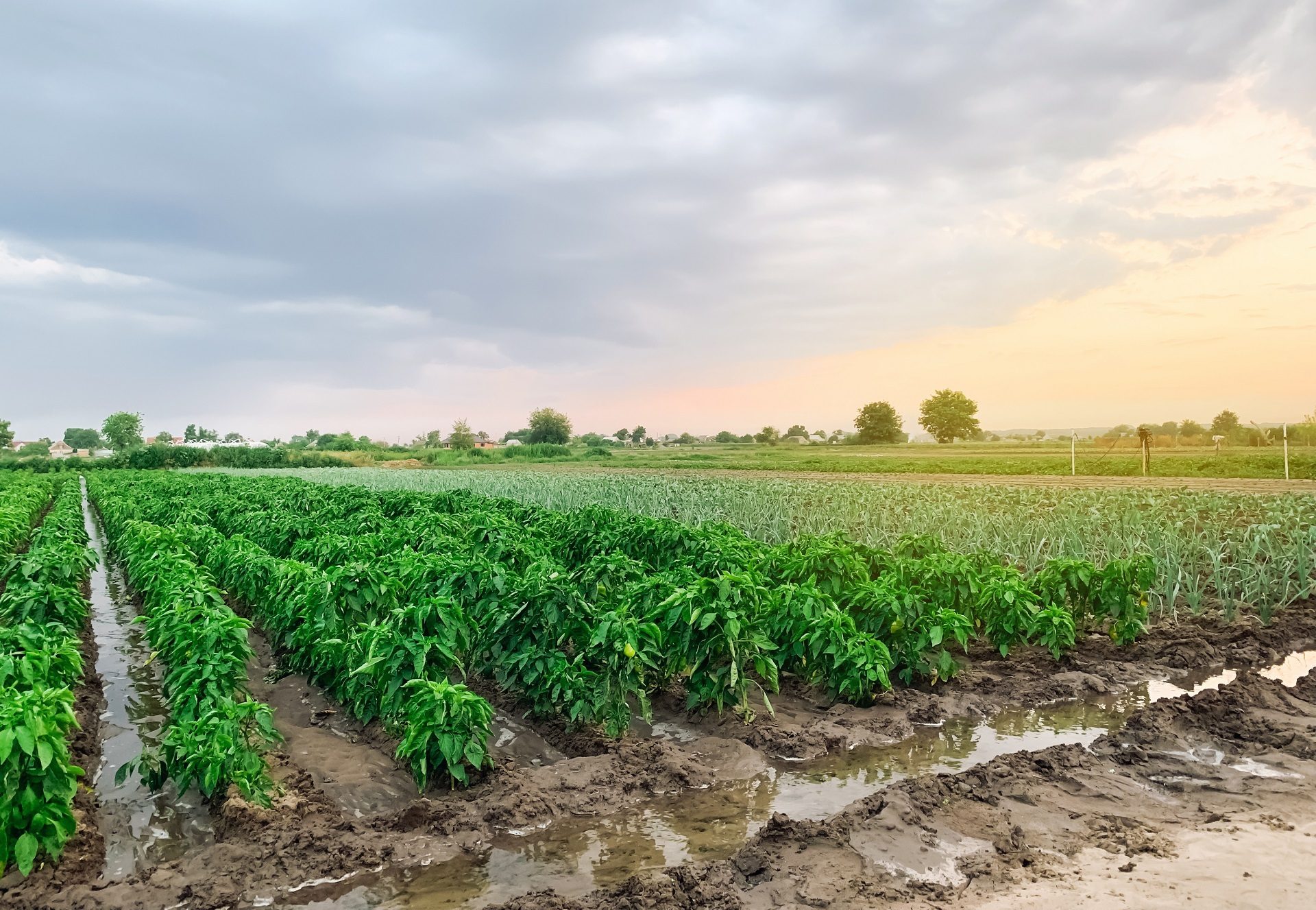 Natural landscape, Land lot, Sky, Cloud, Plant, Tree, Agriculture, Grass