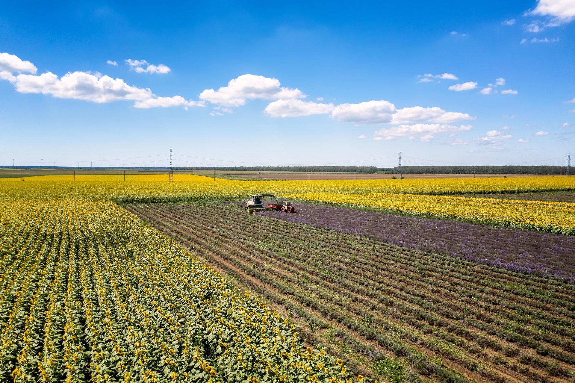 Aerial view of farm machinery harvesting lavender between vast sunflower fields under a blue sky.
