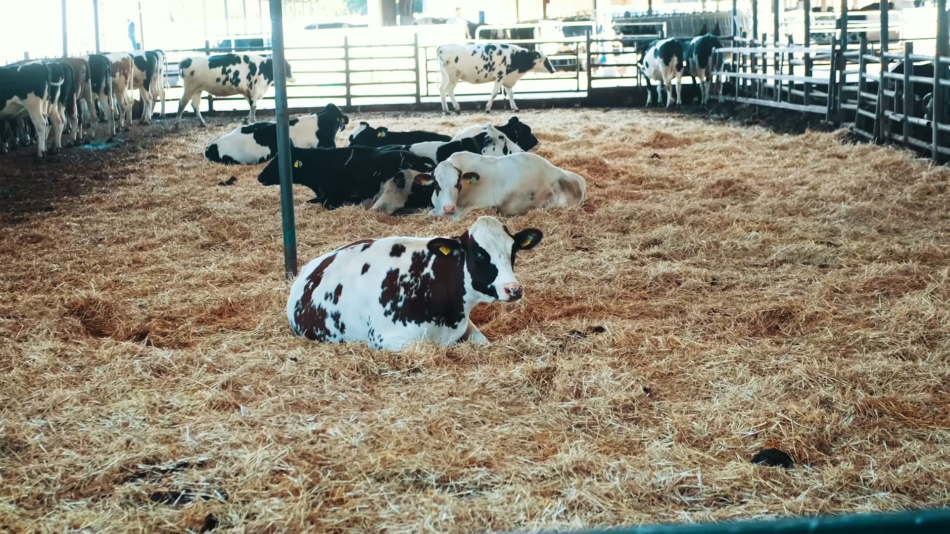 Dairy cattle, Terrestrial animal, Bovinae, Hay, Straw, Livestock, Snout