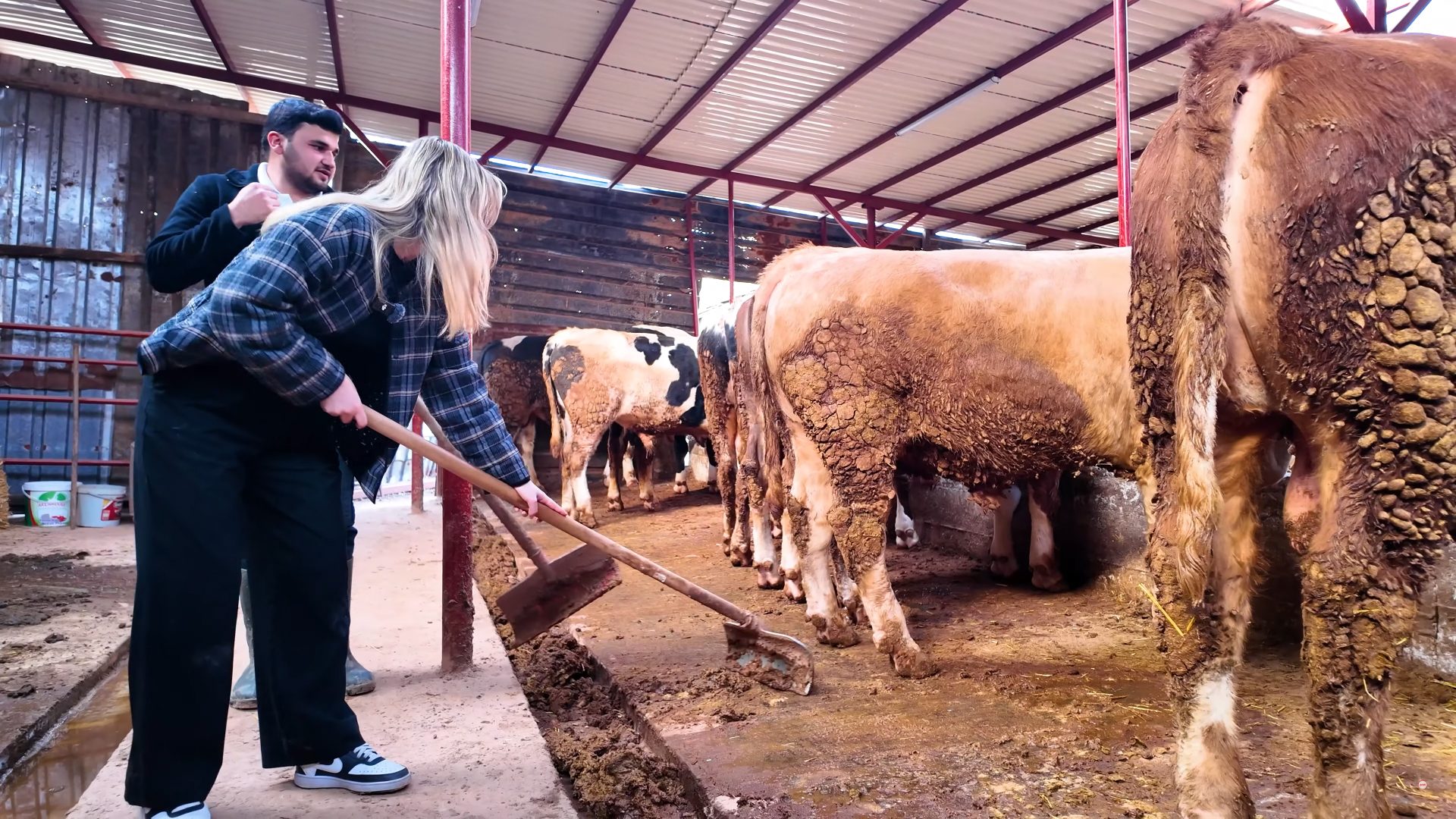 Working animal, Bovinae