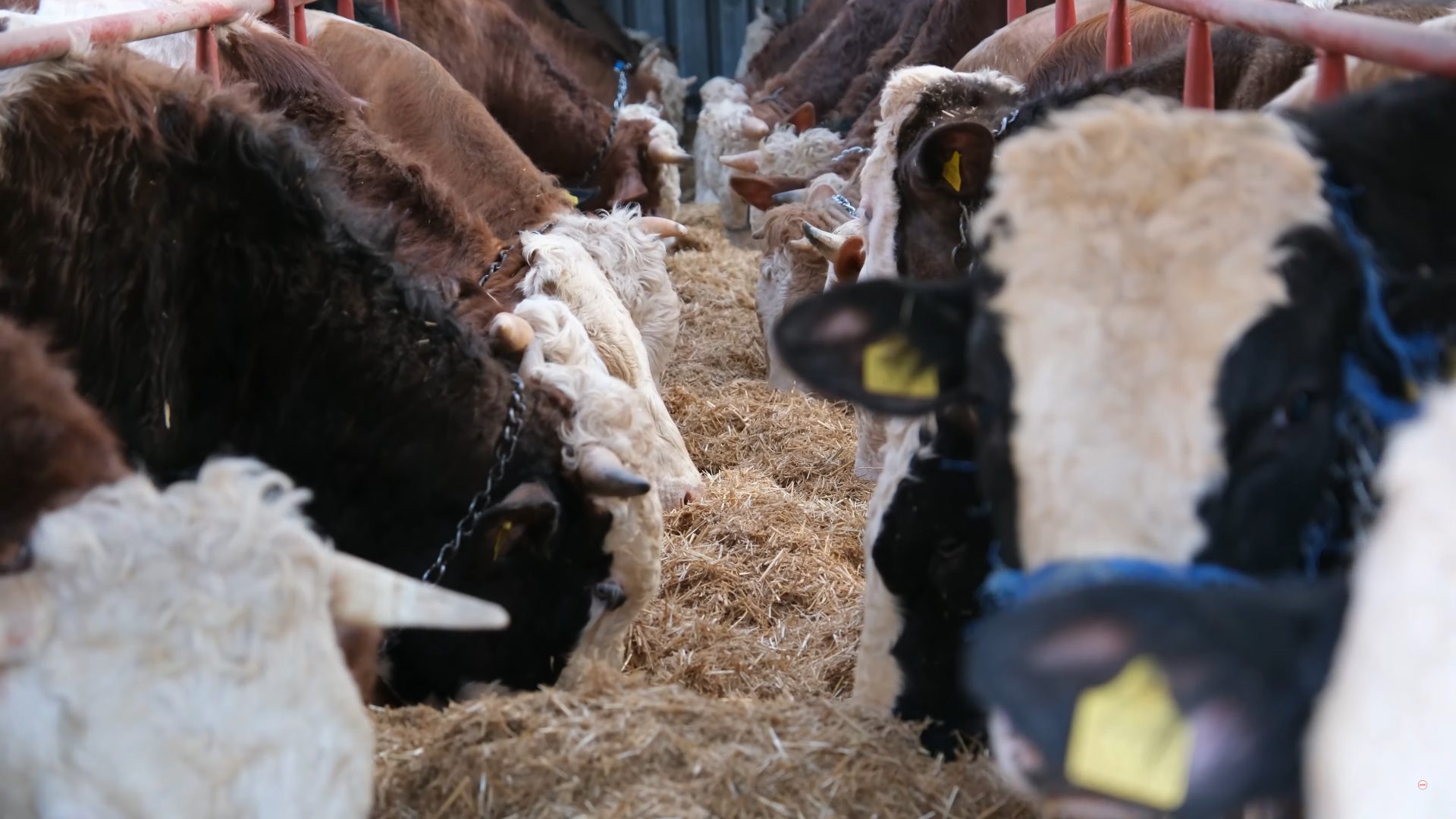 Terrestrial animal, Dairy cattle, Bovinae, Fur, Snout, Hay, Herd, Livestock