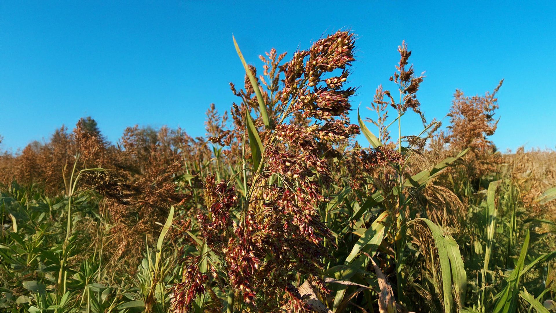 A sorghum field with reddish-brown seed heads against a clear blue sky.