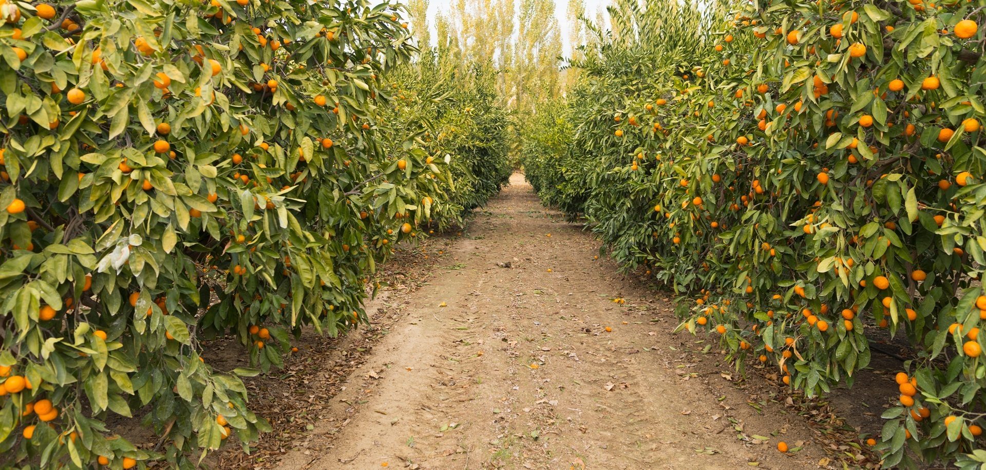 Dirt path winding through an orange grove filled with ripe fruit.