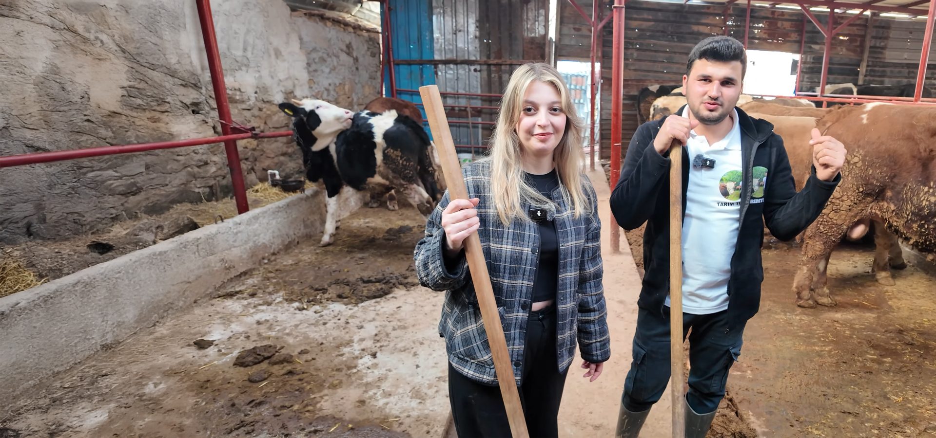 Smile, Bovinae, Denim, Livestock