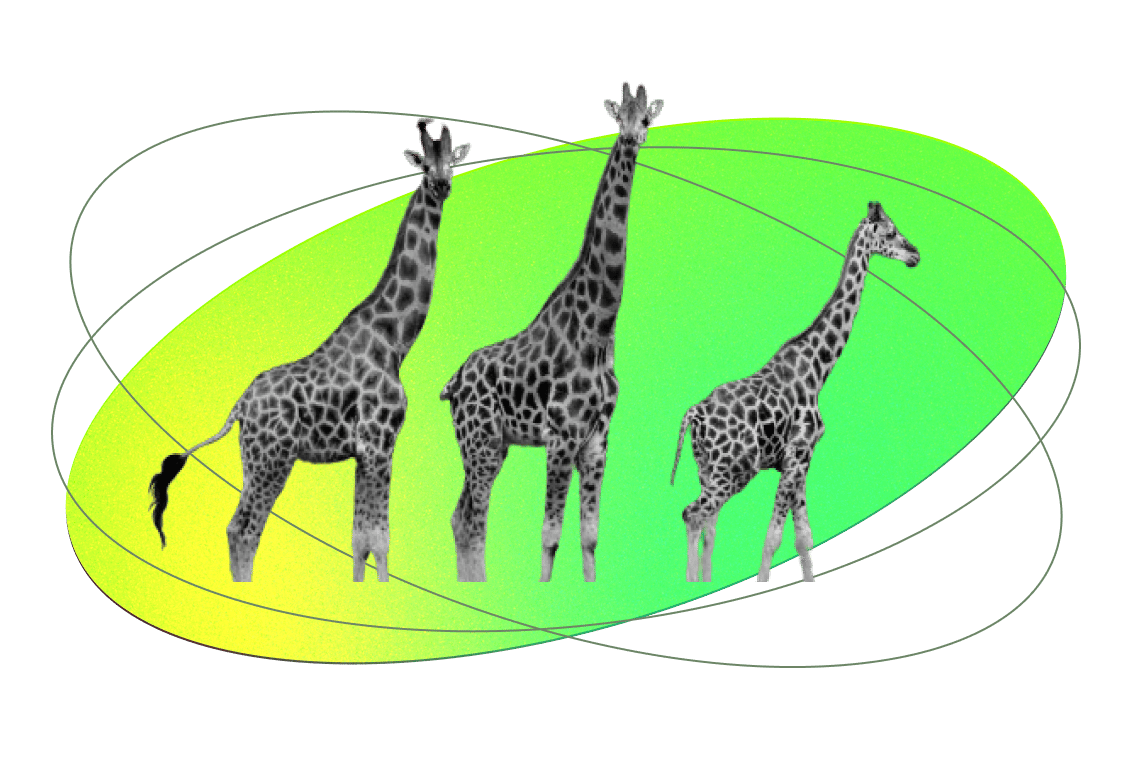 Vertebrate, Giraffe, Organism, Giraffidae, Grass