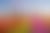 Vibrant tulip fields in red, yellow, and pink with traditional Dutch windmills under a cloudy sky.