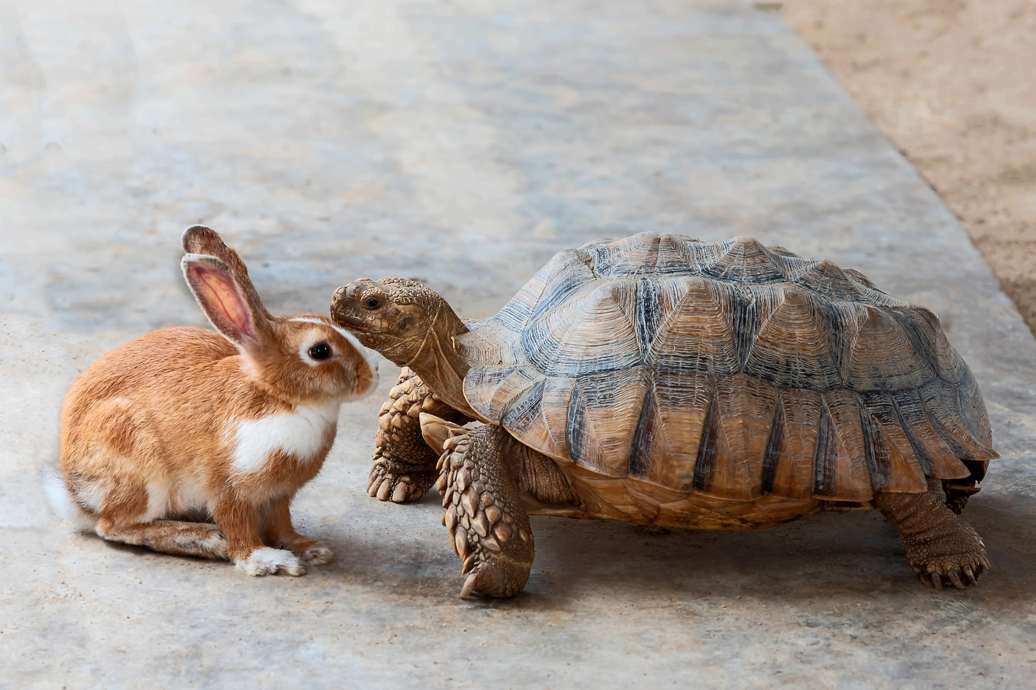 Terrestrial animal, Nature, Organism
