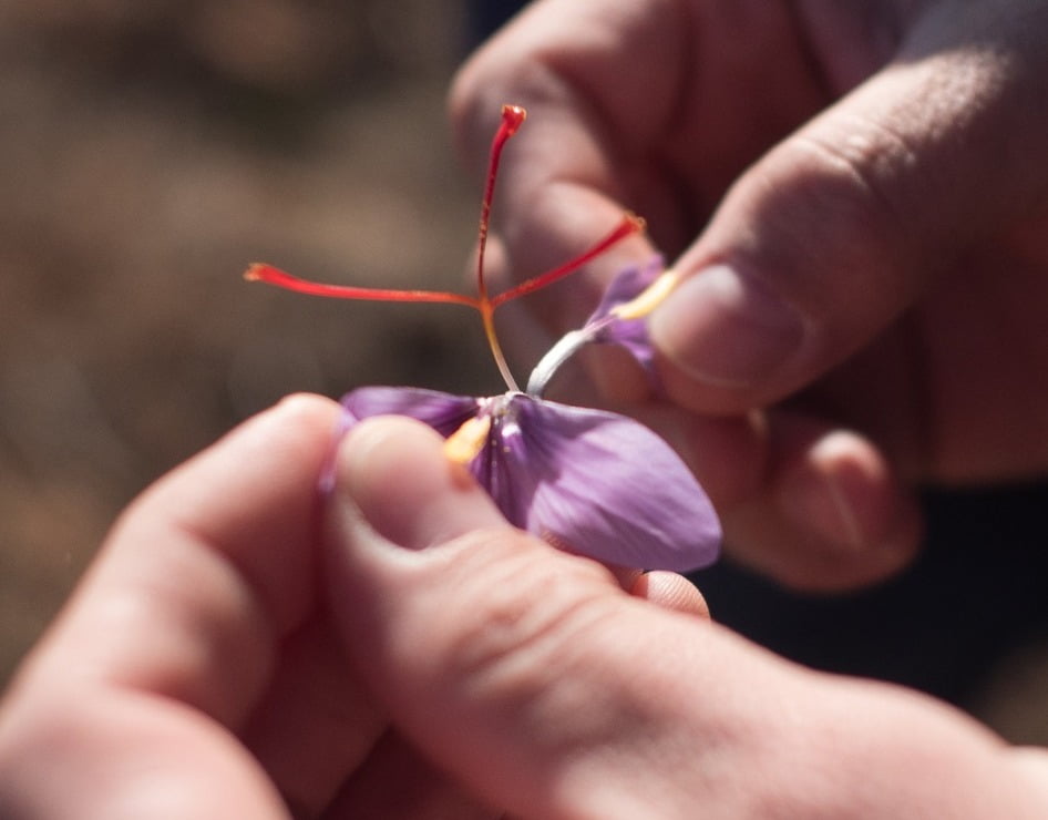 Saffron-Flower-Open-Pharmactive