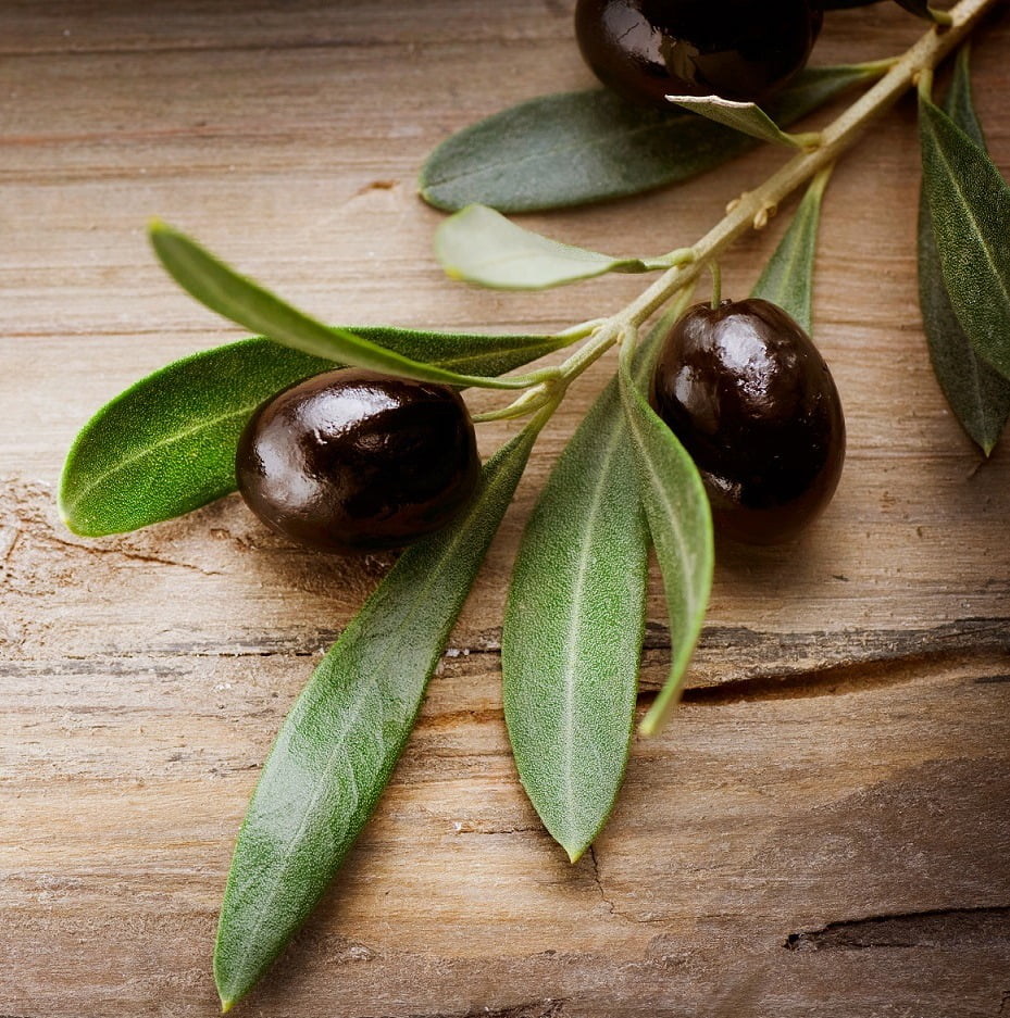 Olive-Leaf-Extract-Frutarom-IFF