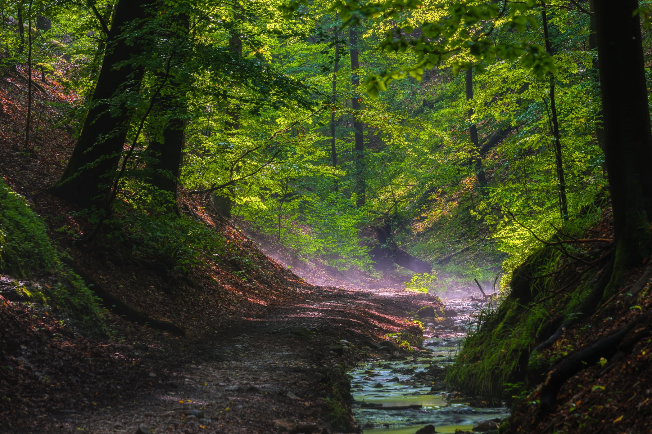 Fluvial landforms of streams, Plant community, Natural landscape, Water, Wood, Branch, Tree, Trunk
