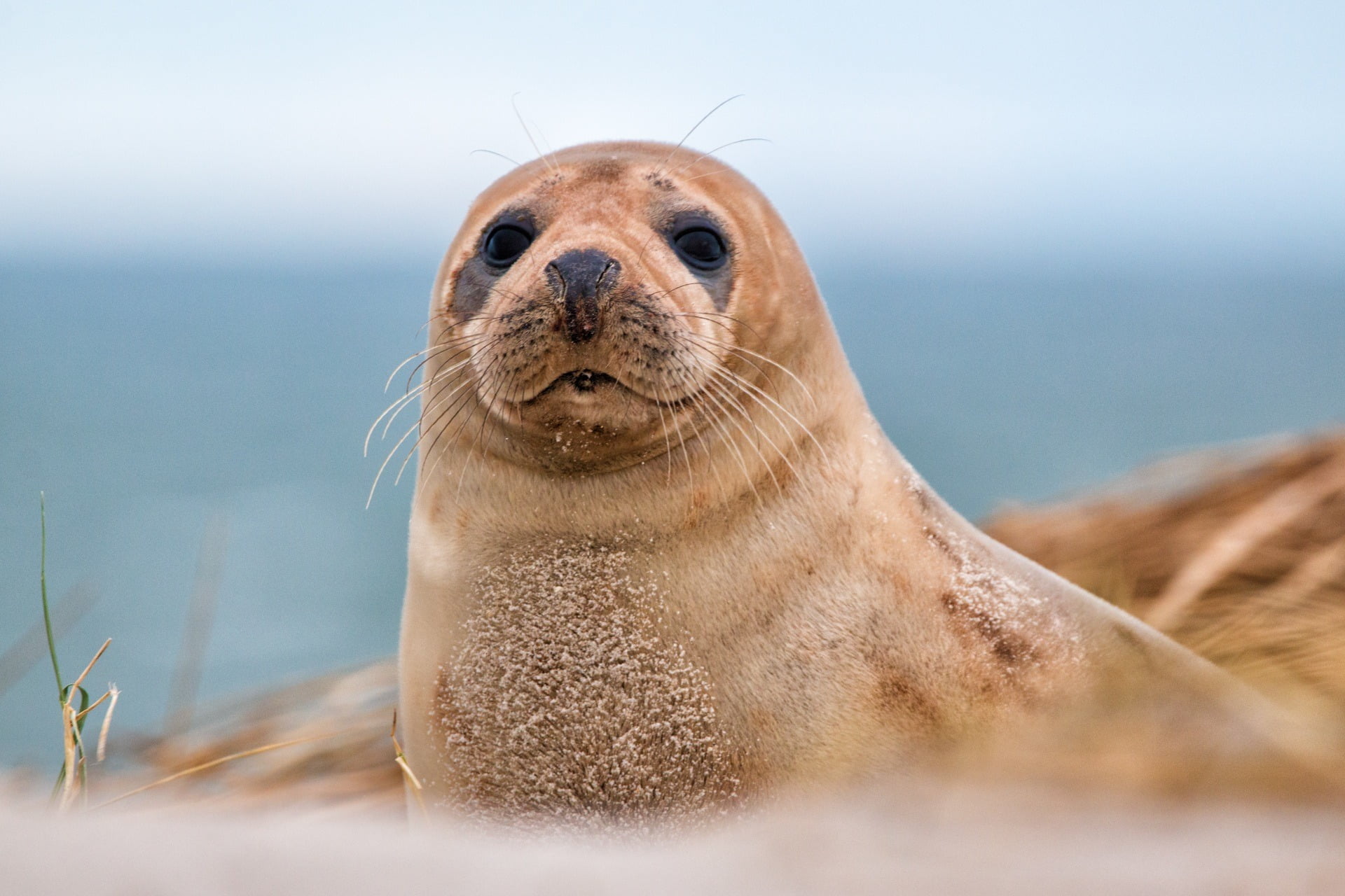 Fur seal, Terrestrial animal, Facial expression, Marine mammal, Snout, Adaptation, Carnivore, Whiskers, Organism
