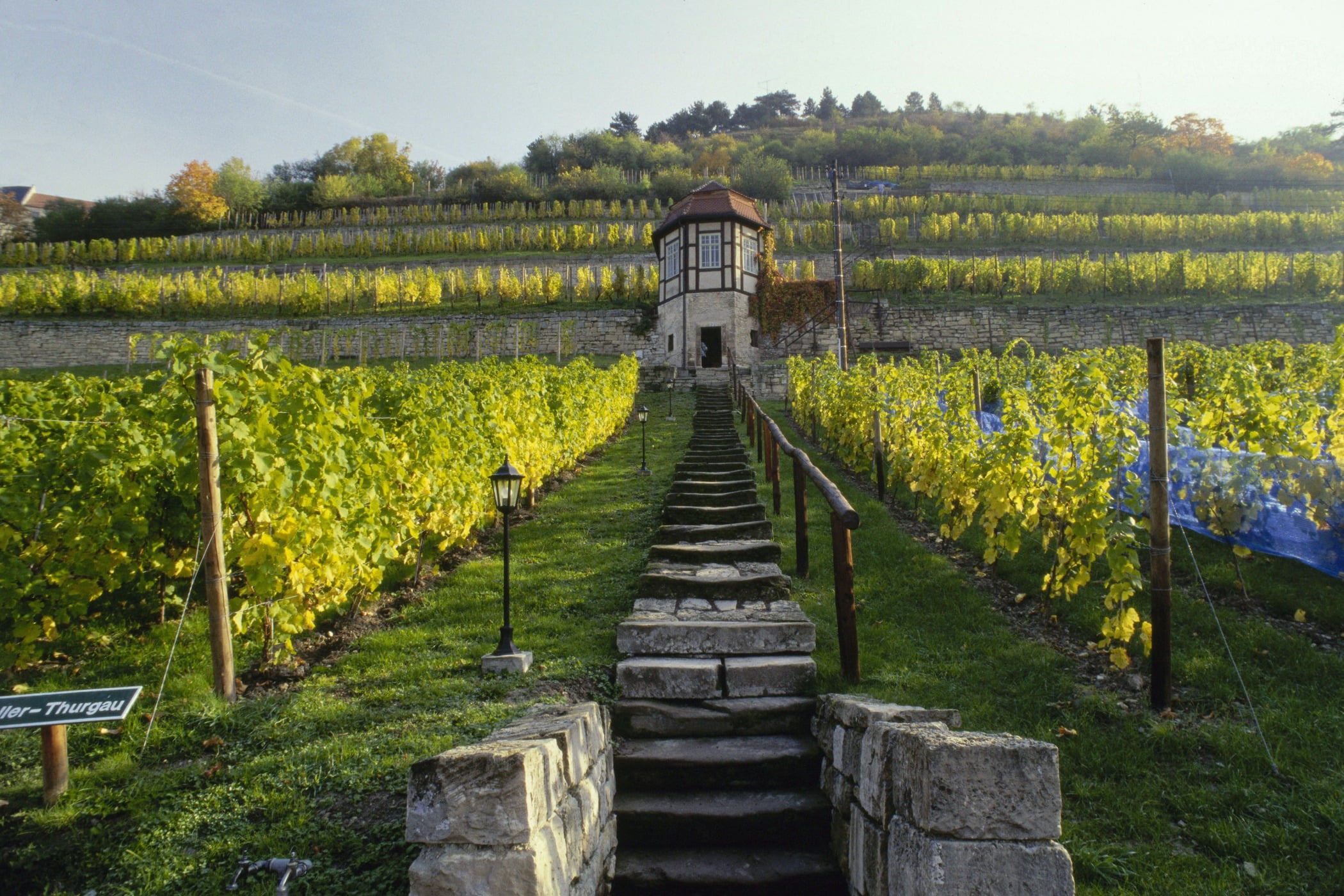 People in nature, Natural landscape, Plant, Sky, Flower, Water, Agriculture, Grass