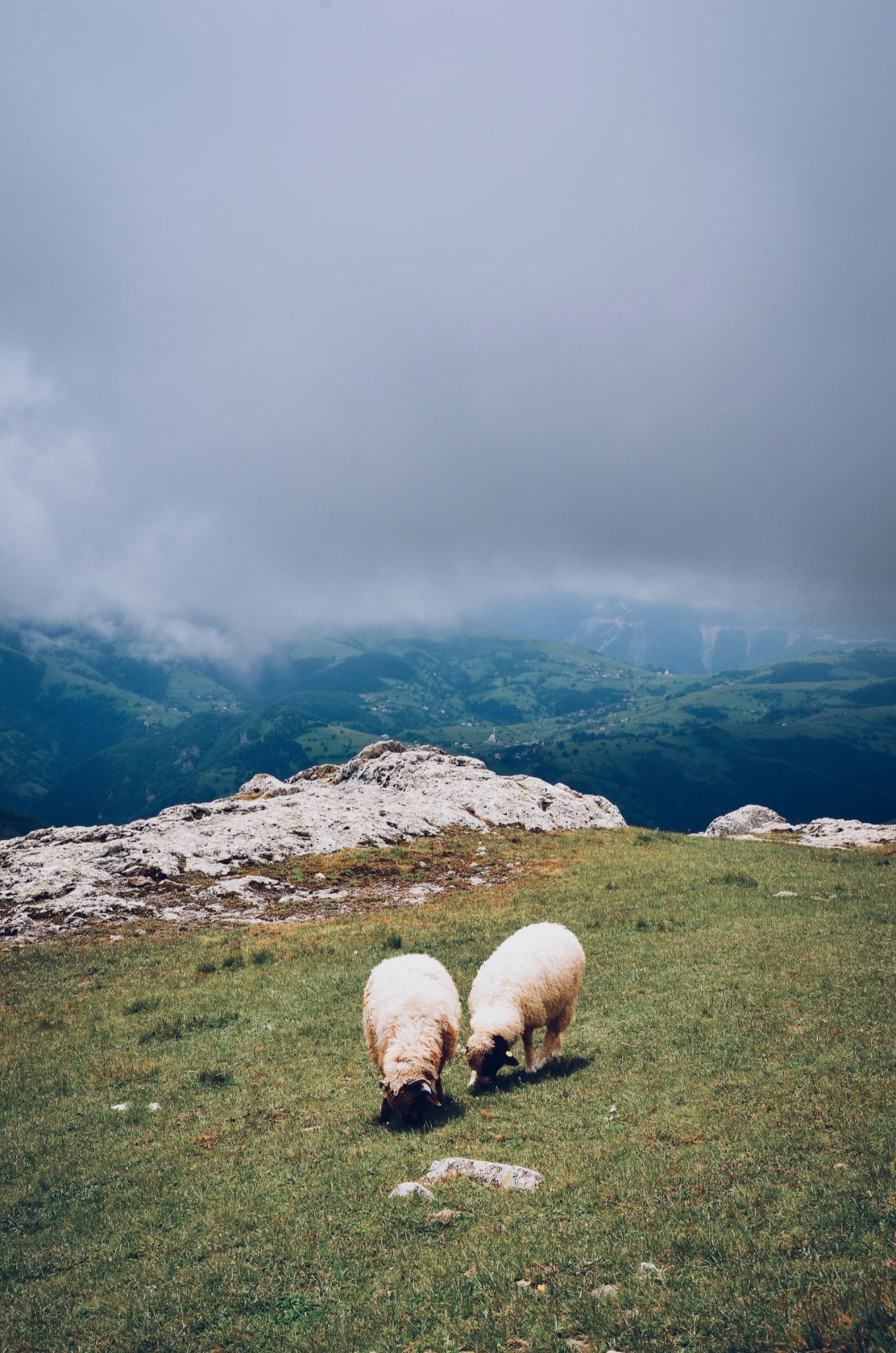 Natural landscape, Atmospheric phenomenon, Cloud, Sky, Ecoregion, Water, Mountain, Highland, Sheep