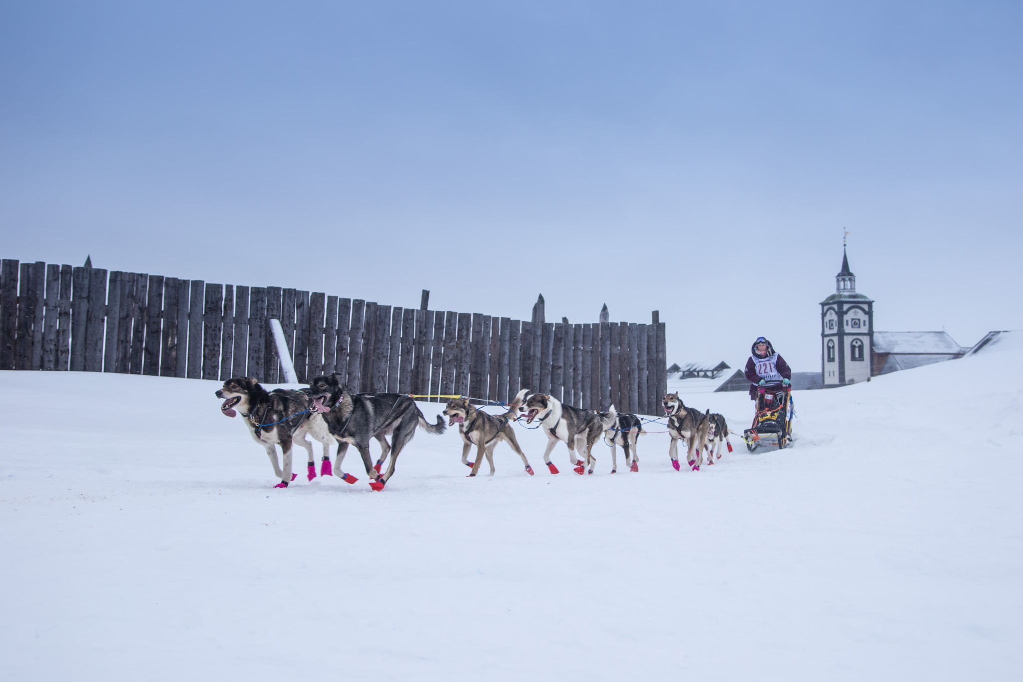 Sled dog racing, Sporting Group, Mushing, Slope, Snow, Carnivore, Winter