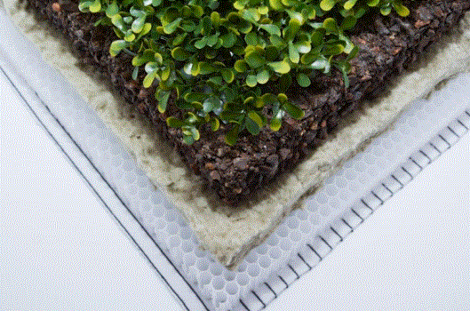 Road surface, Plant, Botany, Grass, Sidewalk, Rectangle