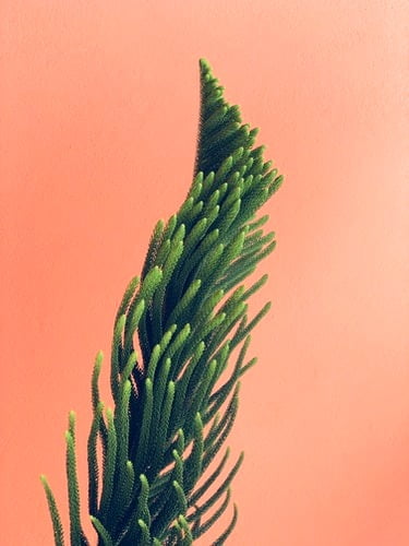 Terrestrial plant, Flower, Twig, Evergreen, Wood