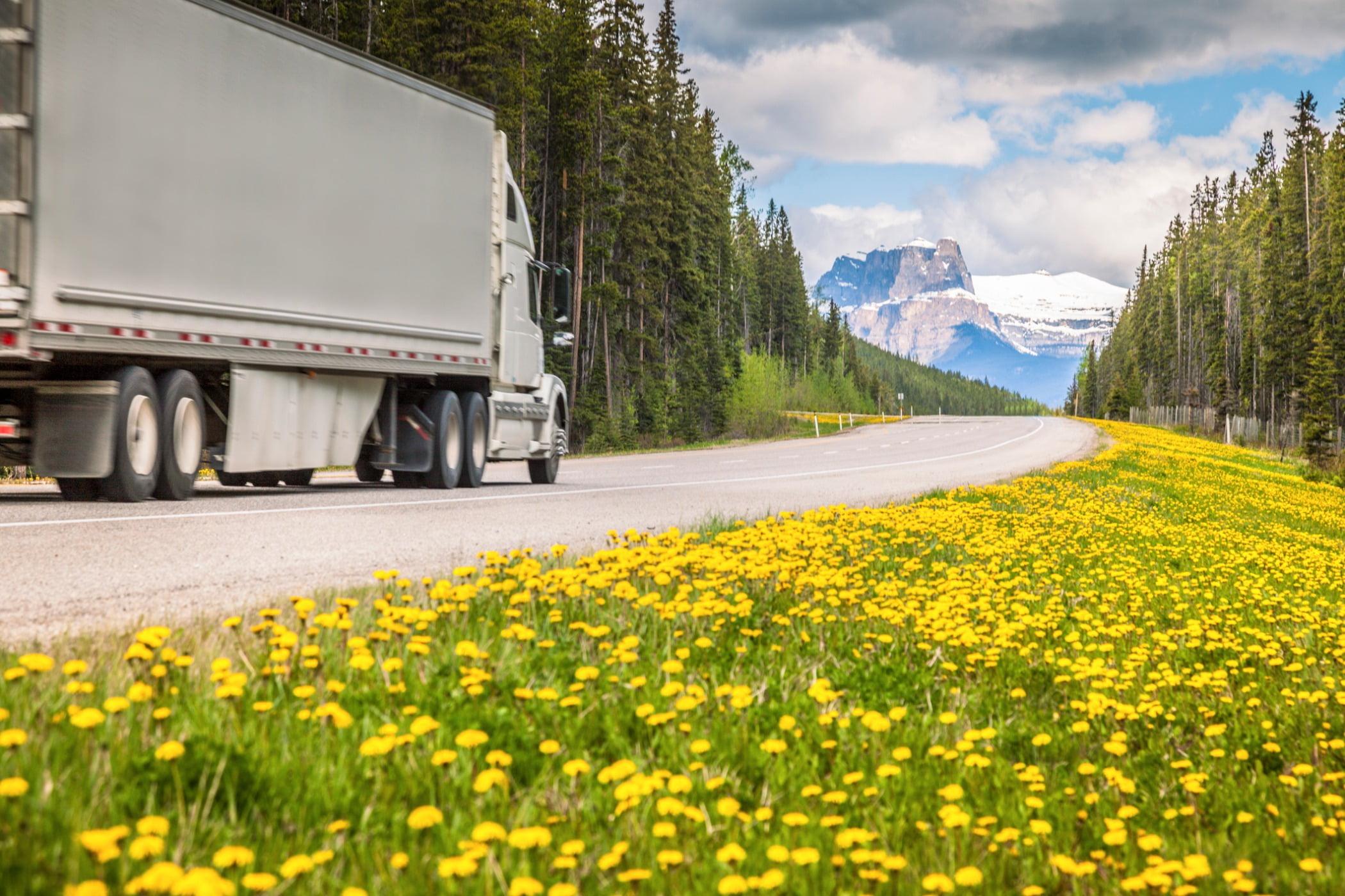 Flower, Sky, Plant, Cloud, Wheel, Green, Tire, Nature, Vehicle, Truck