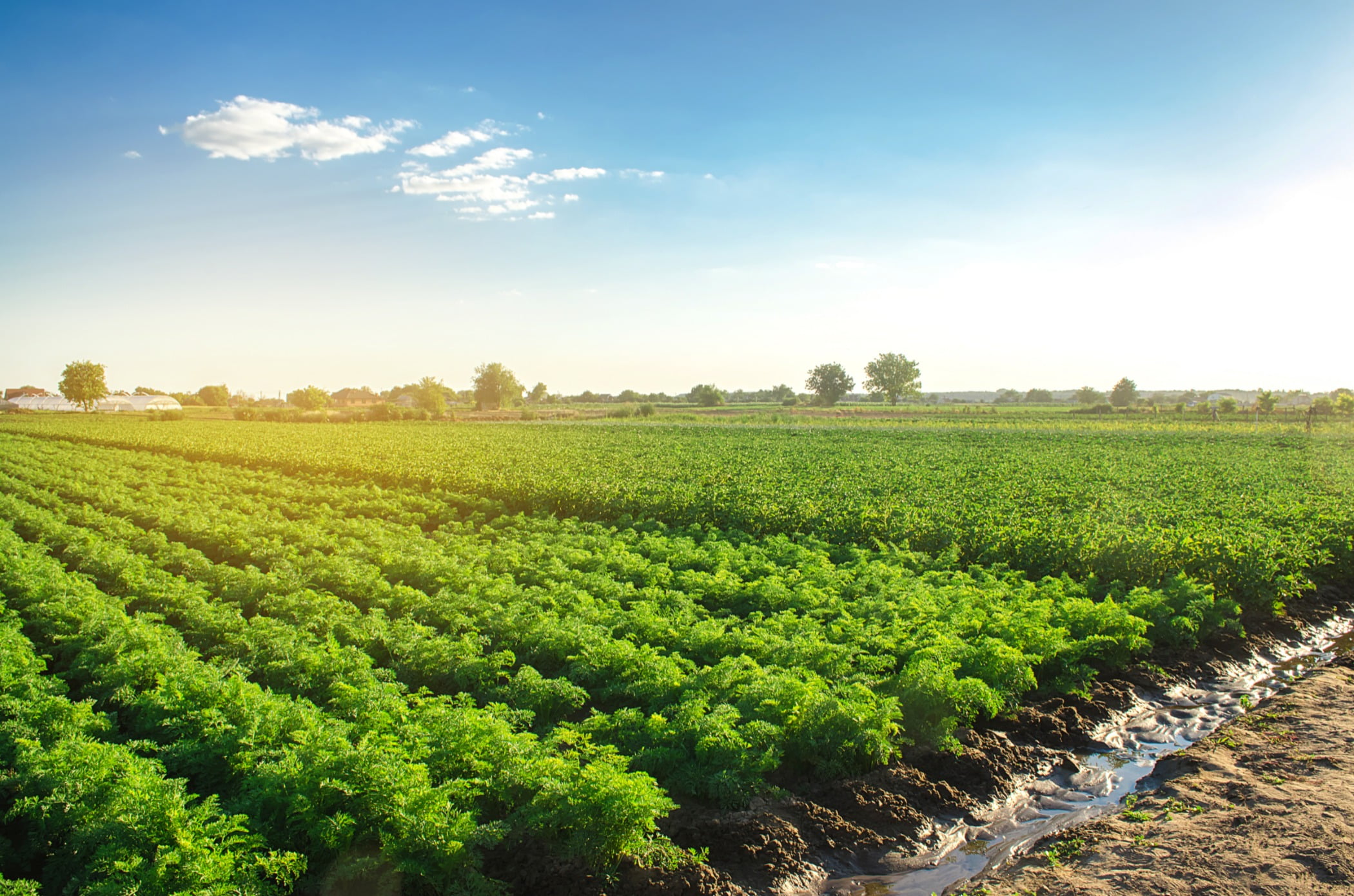 Natural landscape, Land lot, Cloud, Sky, Plant, Nature, Vegetation, Agriculture, Tree, Grass