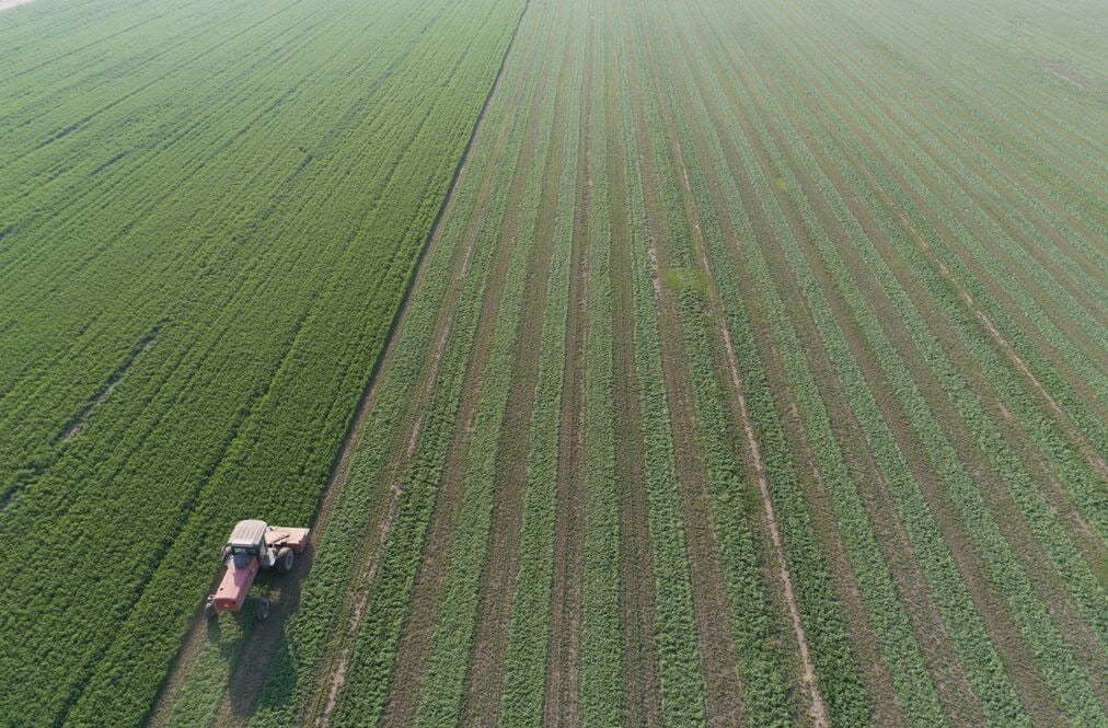People in nature, Land lot, Plant, Grass, Agriculture, Grassland