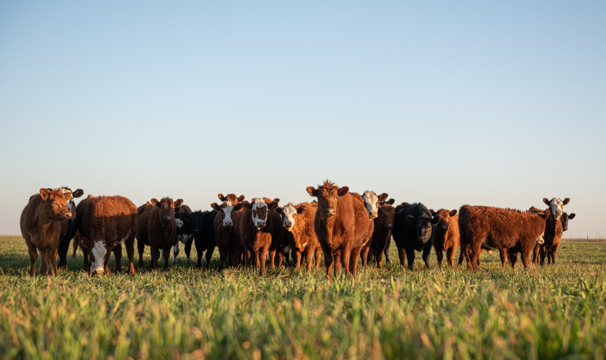 Cows in a field